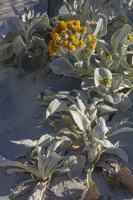 海白菜，Senecio candicans，又名天使翅膀，福克兰群岛